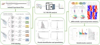 Tandem mass tag-based proteomic profiling revealed potential therapeutic targets and mechanisms of liraglutide for the treatment of impaired glucose tolerance